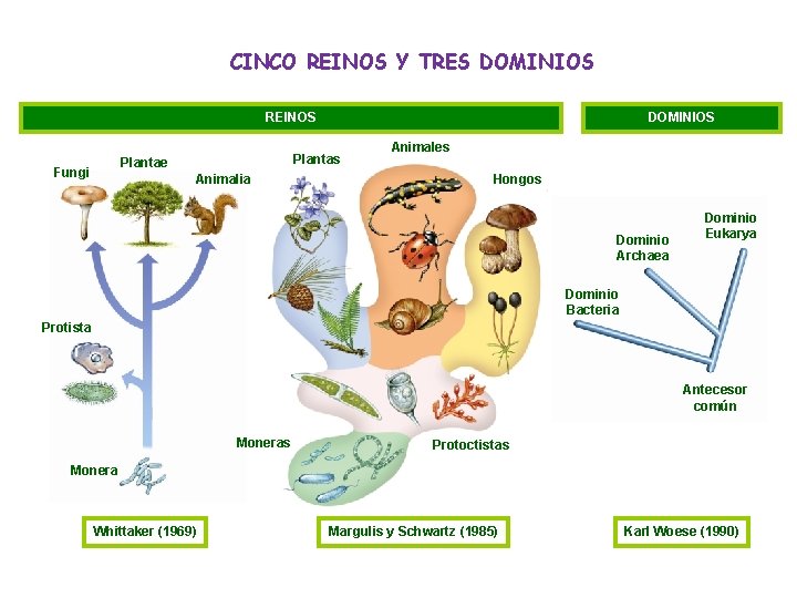 CINCO REINOS Y TRES DOMINIOS REINOS Plantas Plantae Fungi DOMINIOS Animalia Animales Hongos Dominio