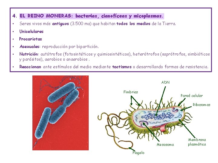 4. EL REINO MONERAS: bacterias, cianofíceas y micoplasmas. • Seres vivos más antiguos (3.