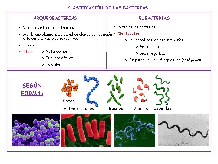 CLASIFICACIÓN DE LAS BACTERIAS ARQUEOBACTERIAS • Viven en ambientes extremos. EUBACTERIAS • Resto de