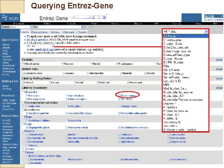 Querying Entrez-Gene 