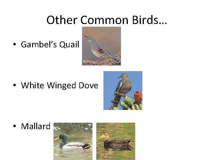 Other Common Birds… • Gambel’s Quail • White Winged Dove • Mallard 