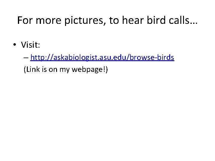 For more pictures, to hear bird calls… • Visit: – http: //askabiologist. asu. edu/browse-birds