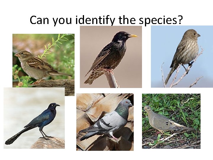 Can you identify the species? 