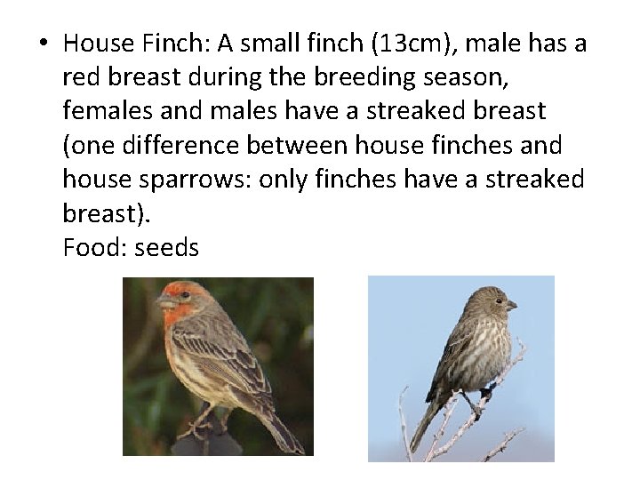  • House Finch: A small finch (13 cm), male has a red breast