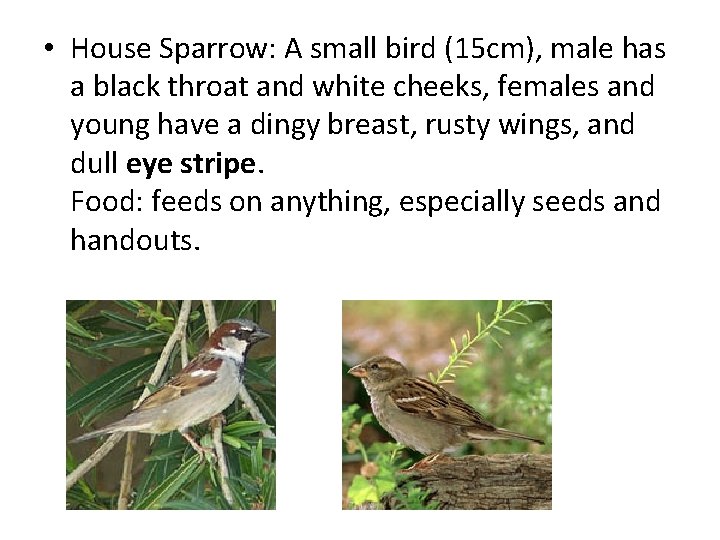  • House Sparrow: A small bird (15 cm), male has a black throat