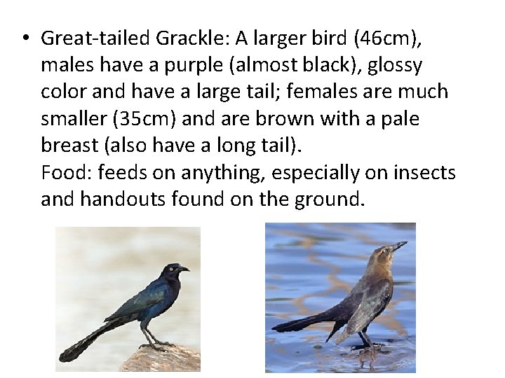  • Great-tailed Grackle: A larger bird (46 cm), males have a purple (almost