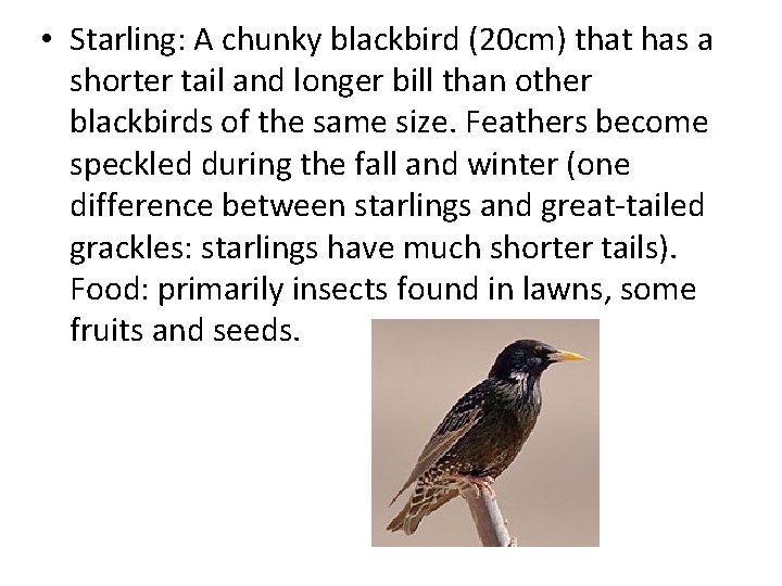  • Starling: A chunky blackbird (20 cm) that has a shorter tail and