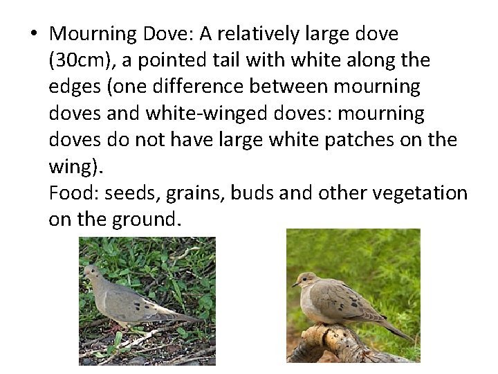  • Mourning Dove: A relatively large dove (30 cm), a pointed tail with