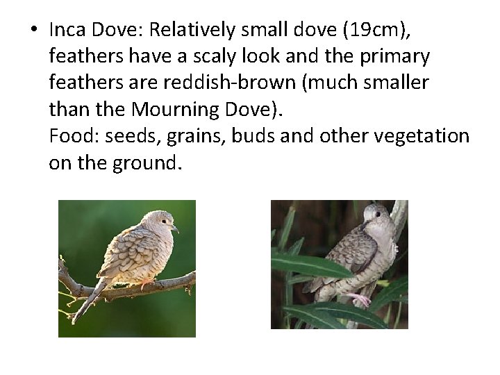  • Inca Dove: Relatively small dove (19 cm), feathers have a scaly look
