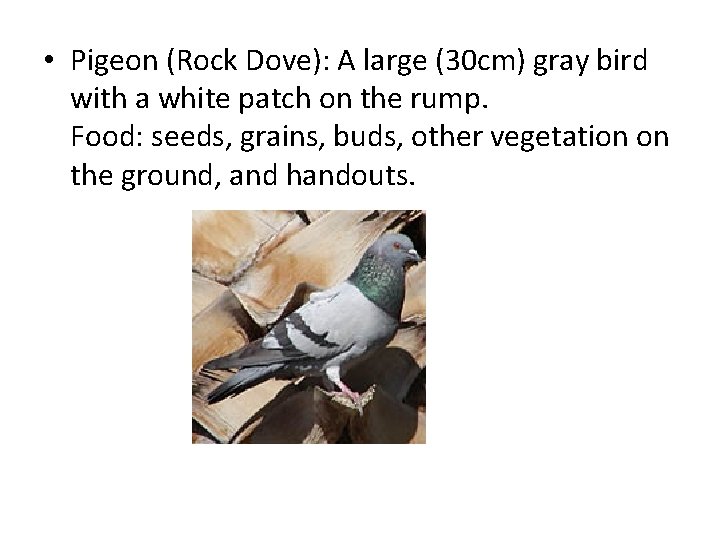  • Pigeon (Rock Dove): A large (30 cm) gray bird with a white