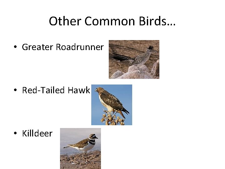 Other Common Birds… • Greater Roadrunner • Red-Tailed Hawk • Killdeer 