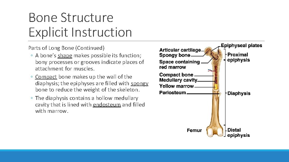 Bone Structure Explicit Instruction Parts of Long Bone (Continued) ◦ A bone’s shape makes
