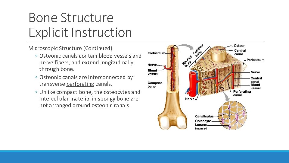 Bone Structure Explicit Instruction Microscopic Structure (Continued) ◦ Osteonic canals contain blood vessels and