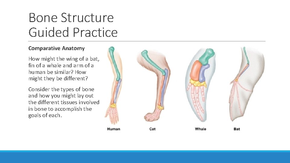 Bone Structure Guided Practice Comparative Anatomy How might the wing of a bat, fin