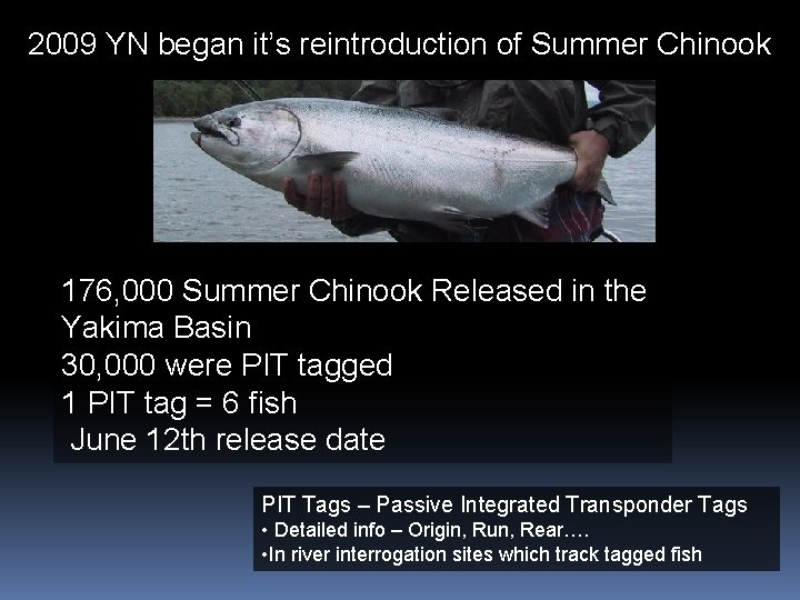 2009 YN began it’s reintroduction of Summer Chinook 176, 000 Summer Chinook Released in