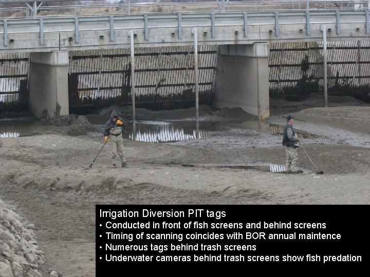 Irrigation Diversion PIT tags • Conducted in front of fish screens and behind screens
