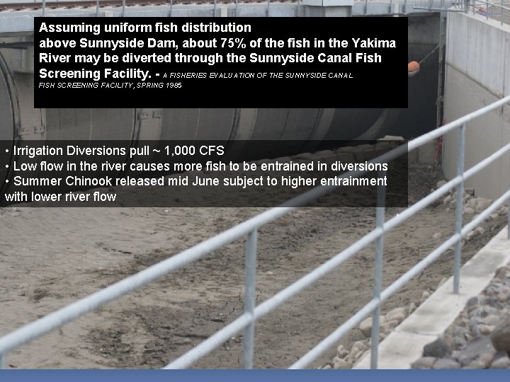 Assuming uniform fish distribution above Sunnyside Dam, about 75% of the fish in the