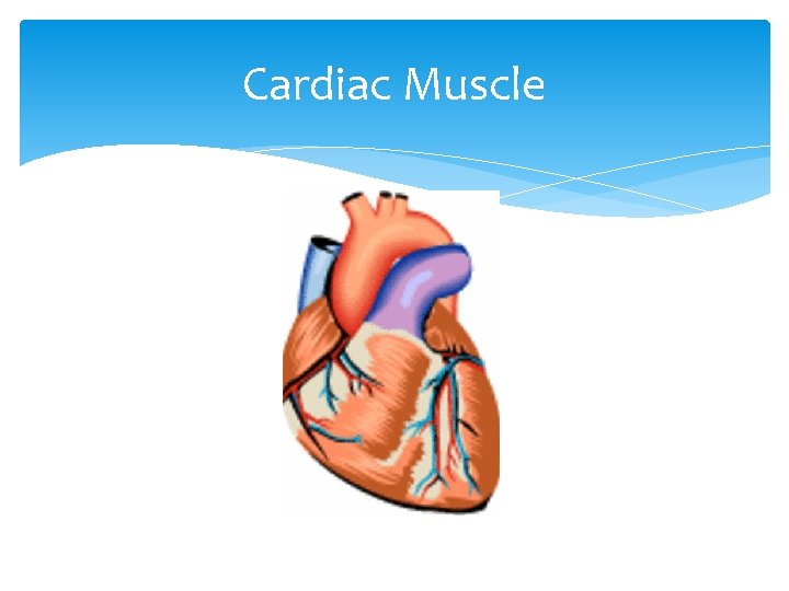 Cardiac Muscle 
