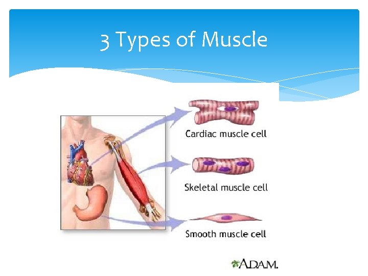 3 Types of Muscle 