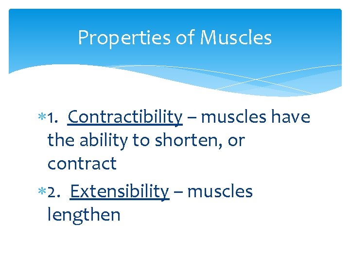Properties of Muscles 1. Contractibility – muscles have the ability to shorten, or contract
