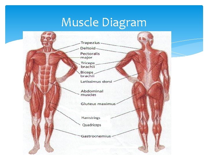 Muscle Diagram 