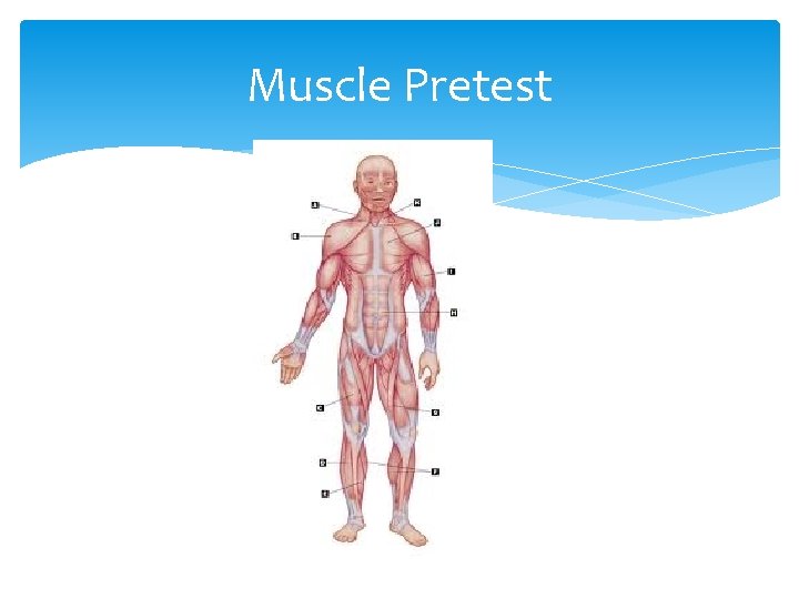 Muscle Pretest 