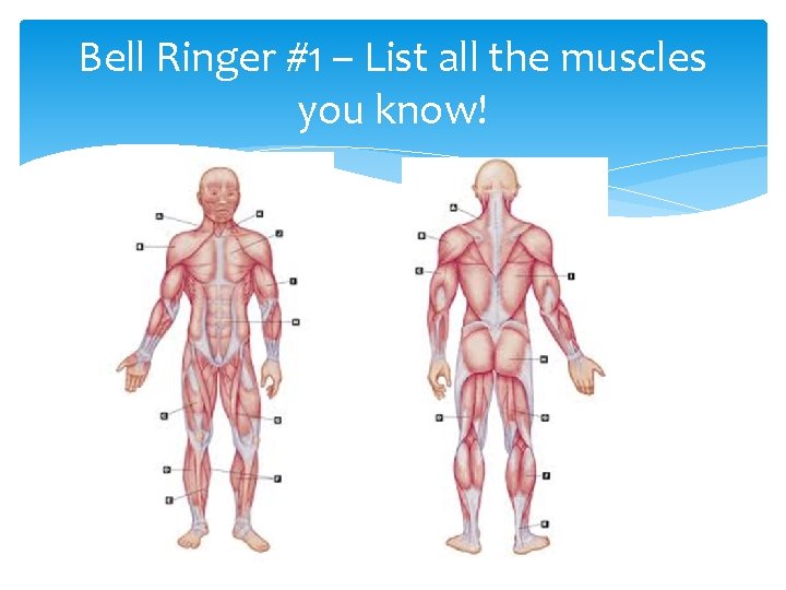 Bell Ringer #1 – List all the muscles you know! 