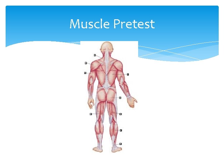 Muscle Pretest 