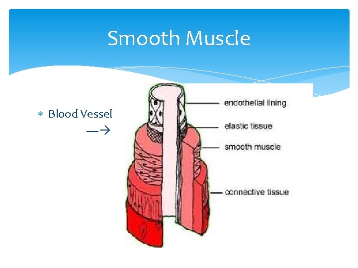 Smooth Muscle Blood Vessel ---- 