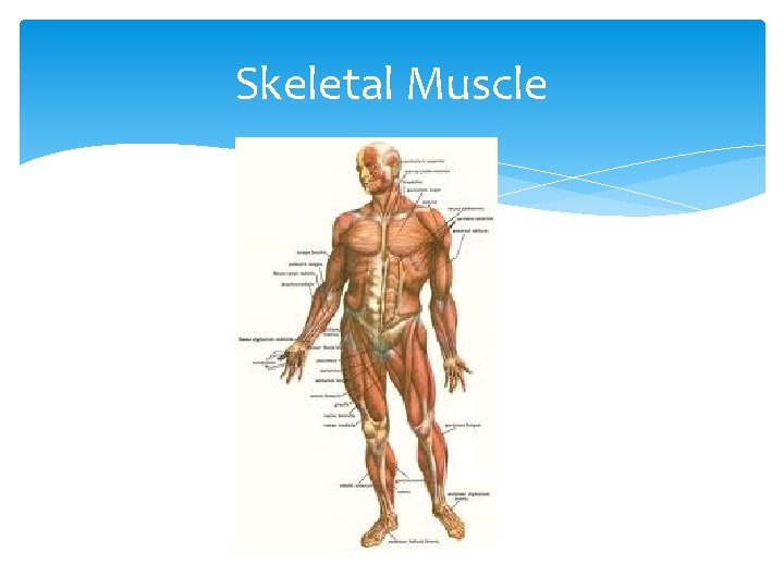 Skeletal Muscle 