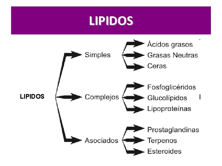 LIPIDOS 