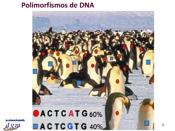 Polimorfismos de DNA Dr. Antonio Barbadilla Tema 14: Genética Poblaciones I 11 
