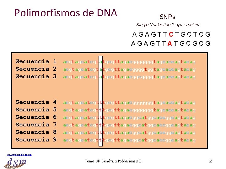 Polimorfismos de DNA SNPs Single Nucleotide Polymorphism AGAGTTCTGCTCG AGAGTTATGCGCG Secuencia 1 Secuencia 2 Secuencia