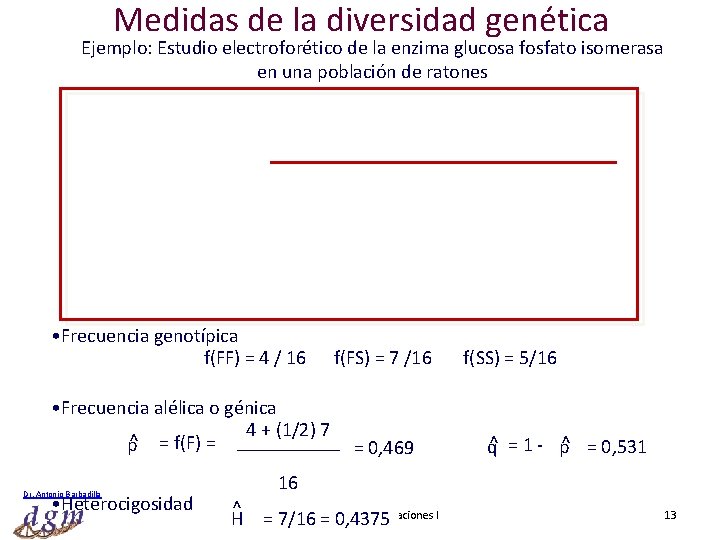 Medidas de la diversidad genética Ejemplo: Estudio electroforético de la enzima glucosa fosfato isomerasa