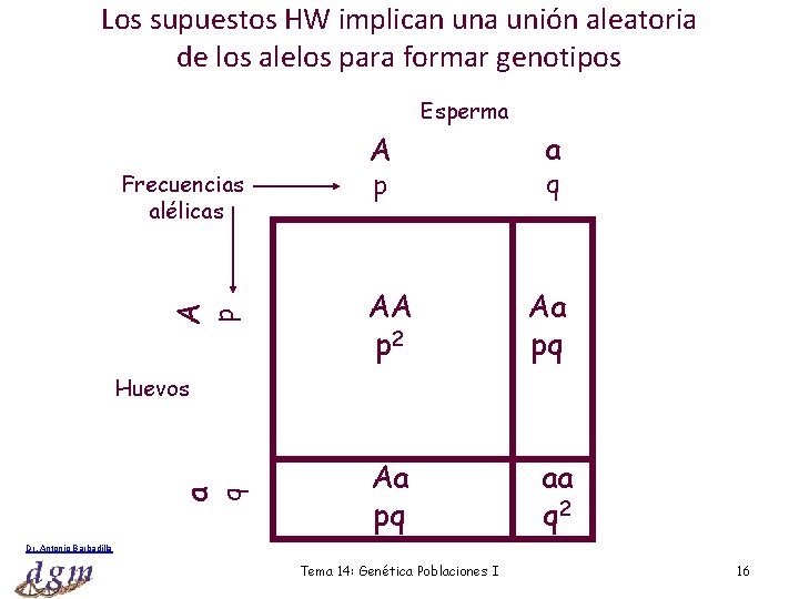 Los supuestos HW implican una unión aleatoria de los alelos para formar genotipos Esperma