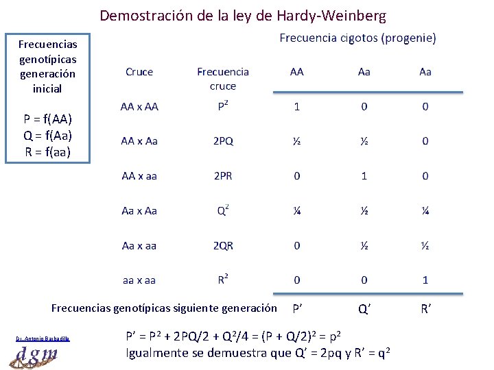 Demostración de la ley de Hardy-Weinberg Frecuencias genotípicas generación inicial P = f(AA) Q