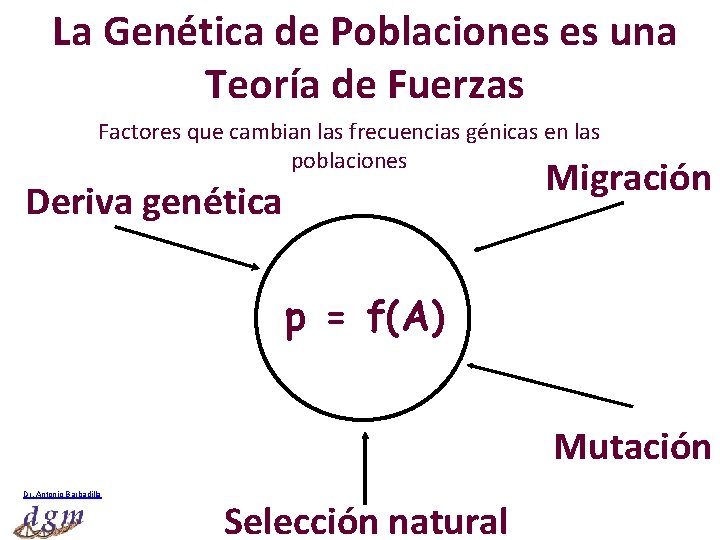 La Genética de Poblaciones es una Teoría de Fuerzas Factores que cambian las frecuencias