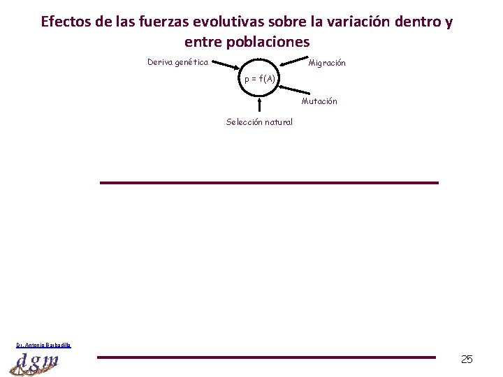 Efectos de las fuerzas evolutivas sobre la variación dentro y entre poblaciones Deriva genética