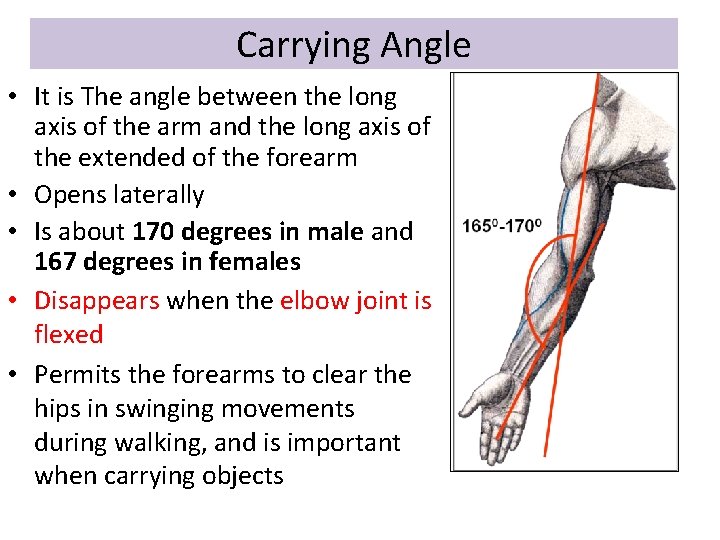 Carrying Angle • It is The angle between the long axis of the arm