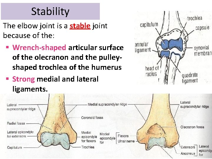 Stability The elbow joint is a stable joint because of the: § Wrench-shaped articular