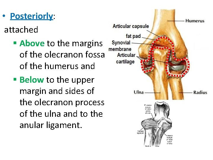  • Posteriorly: attached § Above to the margins of the olecranon fossa of