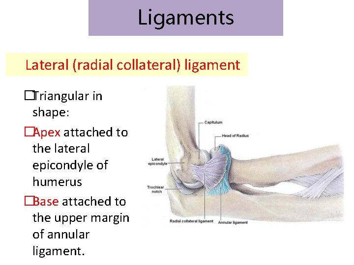 Ligaments Lateral (radial collateral) ligament �Triangular in shape: �Apex attached to the lateral epicondyle