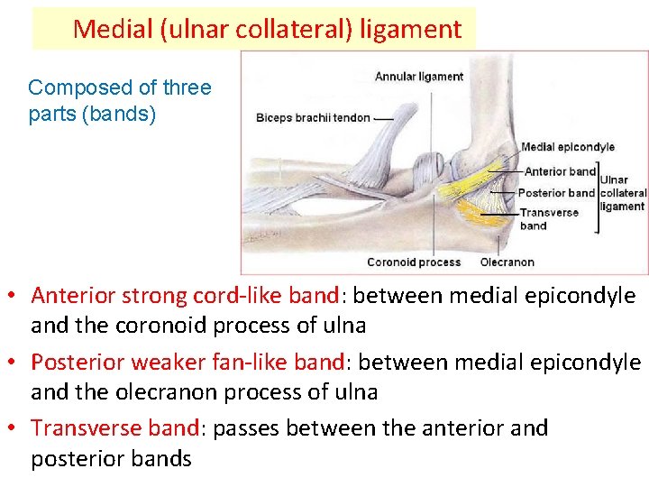 Medial (ulnar collateral) ligament Composed of three parts (bands) • Anterior strong cord-like band: