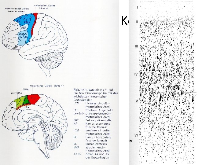 Motorische Kortices 