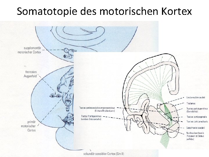 Somatotopie des motorischen Kortex 