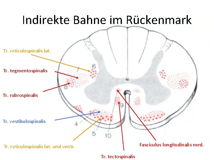 Indirekte Bahne im Rückenmark Tr. reticulospinalis lat. Tr. tegmentospinalis Tr. rubrospinalis Tr. vestibulospinalis Fasciculus