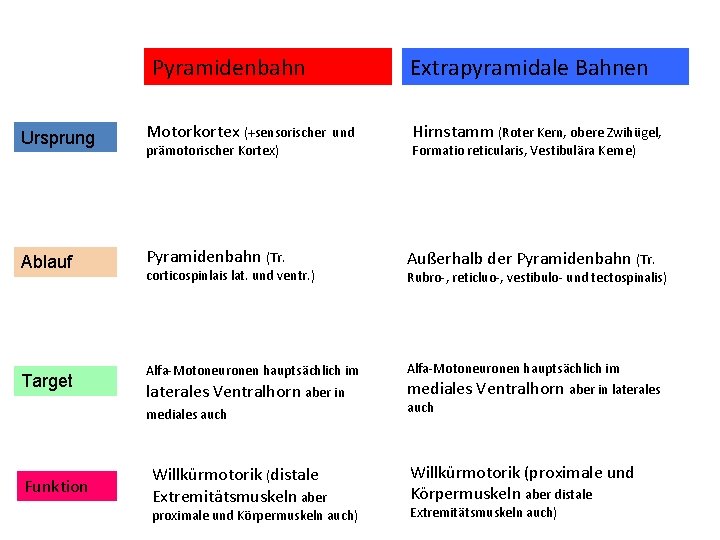 Pyramidenbahn Ursprung Motorkortex (+sensorischer Ablauf Pyramidenbahn (Tr. Target Extrapyramidale Bahnen und prämotorischer Kortex) corticospinlais