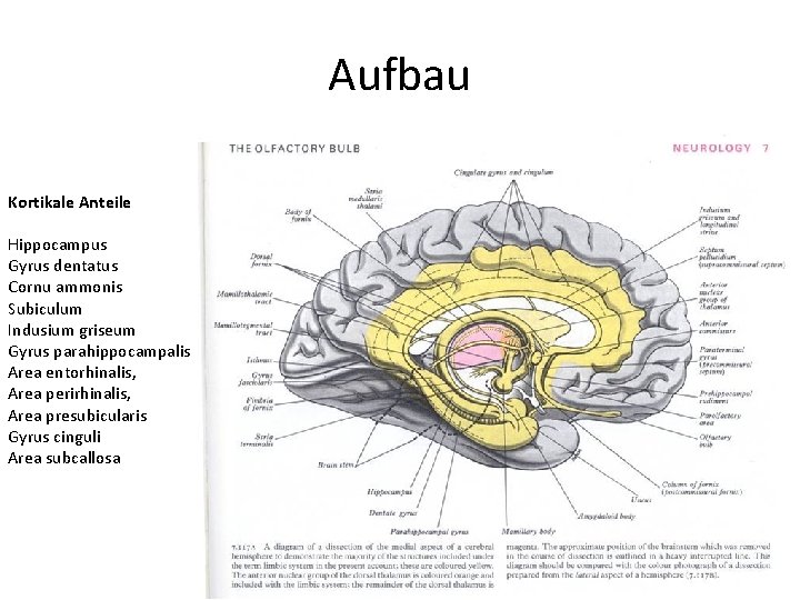 Aufbau Kortikale Anteile Hippocampus Gyrus dentatus Cornu ammonis Subiculum Indusium griseum Gyrus parahippocampalis Area