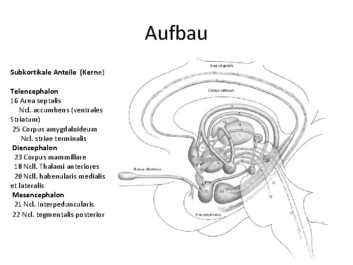 Aufbau Subkortikale Anteile (Kerne) Telencephalon 16 Area septalis Ncl. accumbens (ventrales Striatum) 25 Corpus