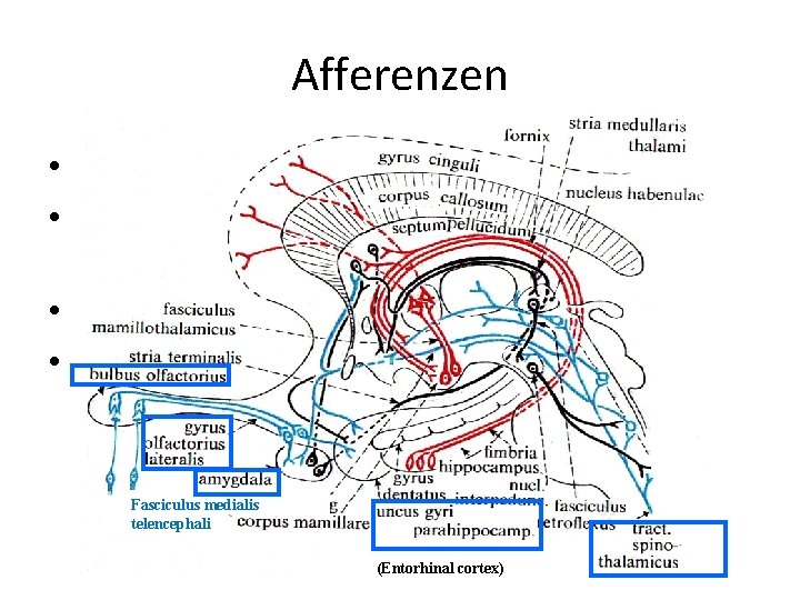 Afferenzen • Riehbahn • Kollateralen aus dem Tr. spinothalamicus (Schmerz!) • Hirnstamm • Kortex